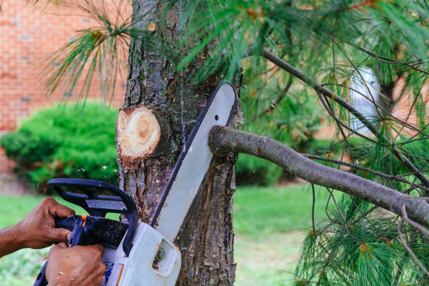 Best Tree Cabling and Bracing  in La Cienega, NM